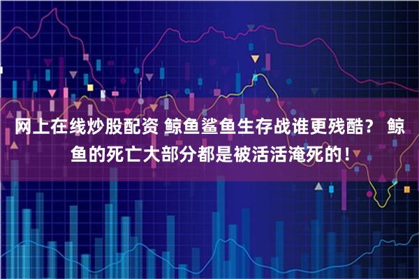 网上在线炒股配资 鲸鱼鲨鱼生存战谁更残酷？ 鲸鱼的死亡大部分都是被活活淹死的！